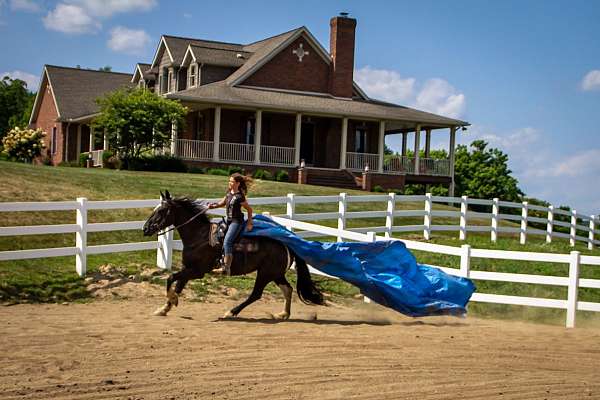 trail-riding-draft-horse