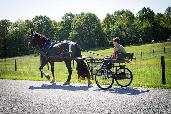 driving-mare