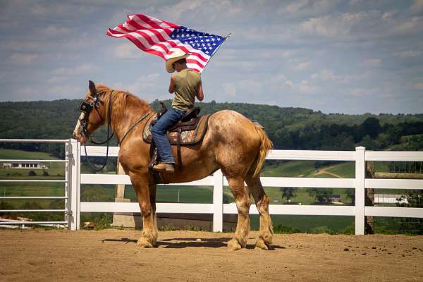 beginner-belgian-horse