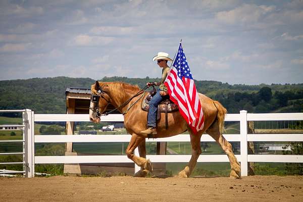 draft-belgian-horse