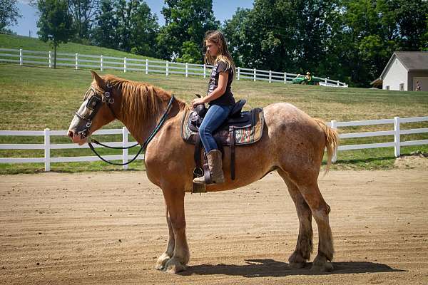 driving-belgian-horse