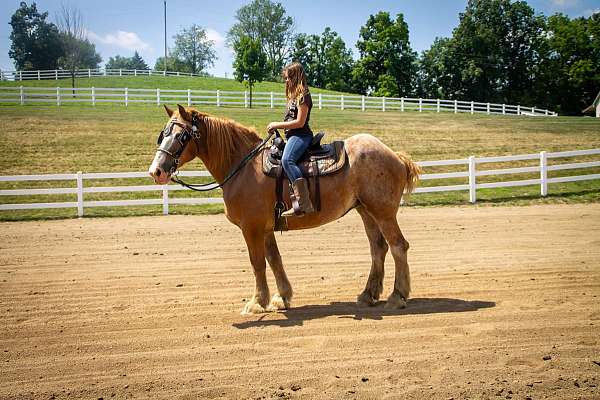 pleasure-driving-belgian-horse