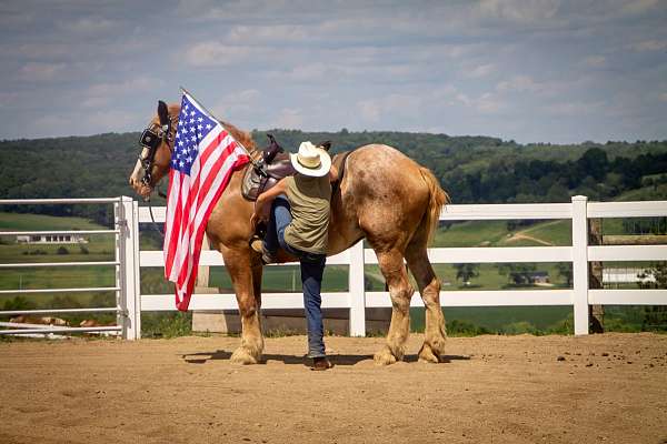 trail-riding-belgian-horse