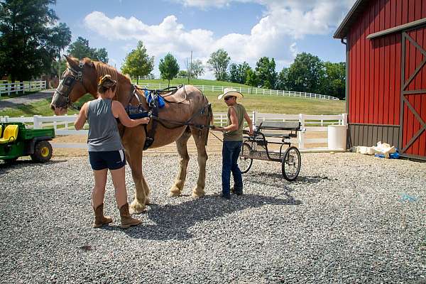 roan-belgian-mare