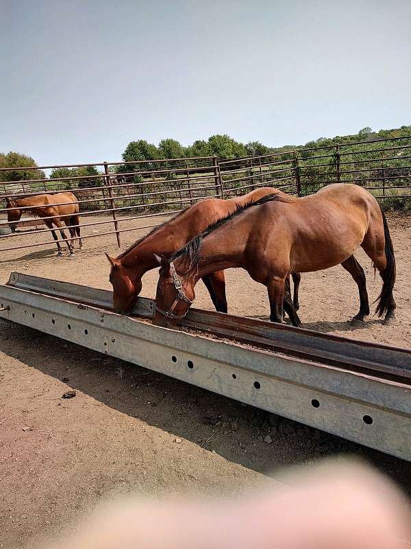 quarter-horse-gelding