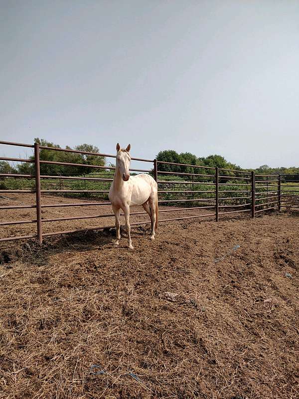 tennessee-walking-colt