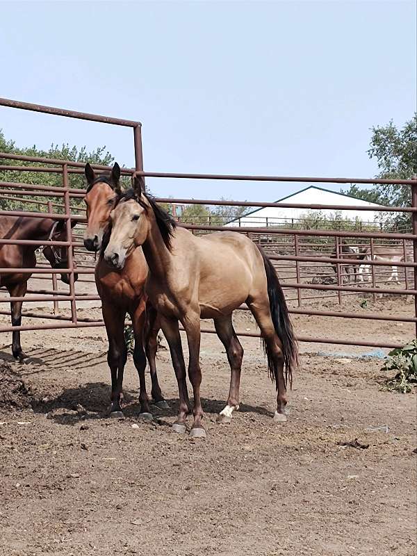 tennessee-walking-colt