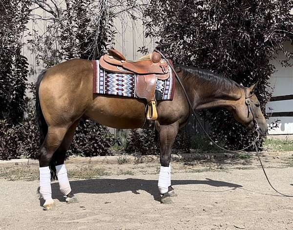 quarter-horse-gelding