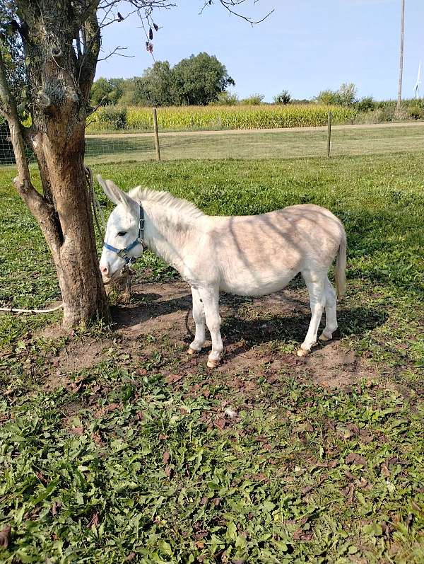 white-donkey-colt