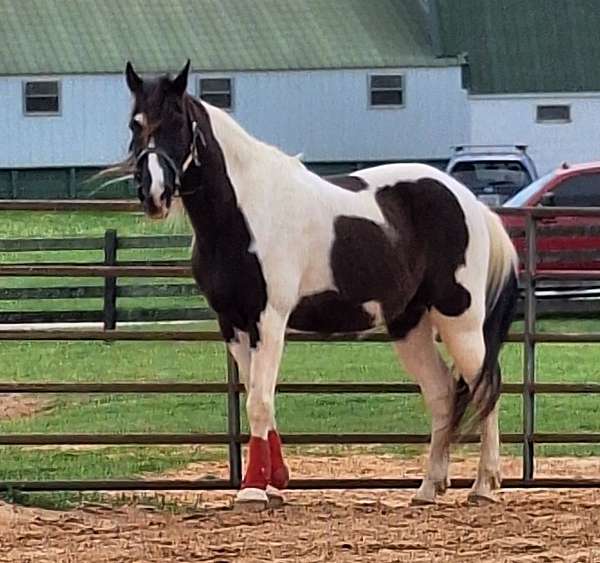 tennessee-walking-gelding