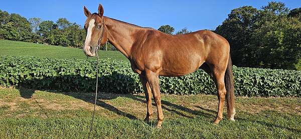 started-under-saddle-working-quarter-horse