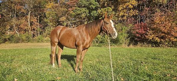 started-under-saddle-working-quarter-horse