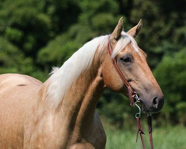 roan-quarter-horse