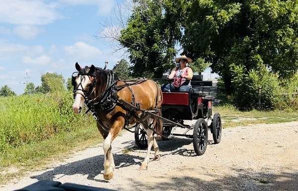 clydesdale-paint-horse