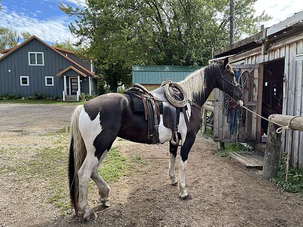 friesian-mare