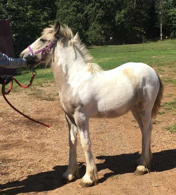 buckskin-gypsy-vanner-filly