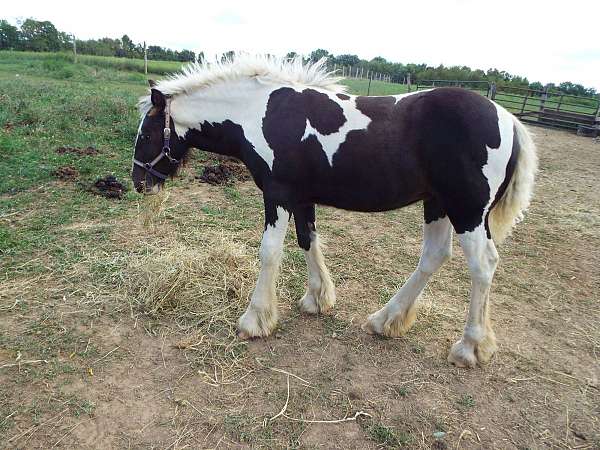 tobiano-colt-weanling-for-sale