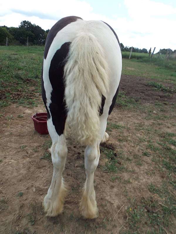 tobiano-colt-weanling