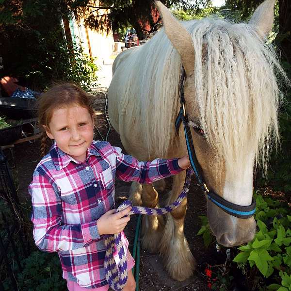 tobiano-gypsy-vanner-filly