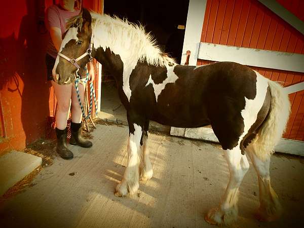 tobiano-gvhs-filly