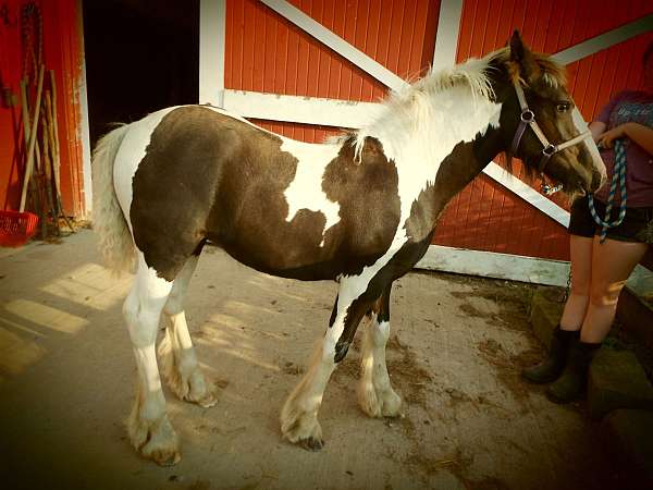 tobiano-gvhs-horse