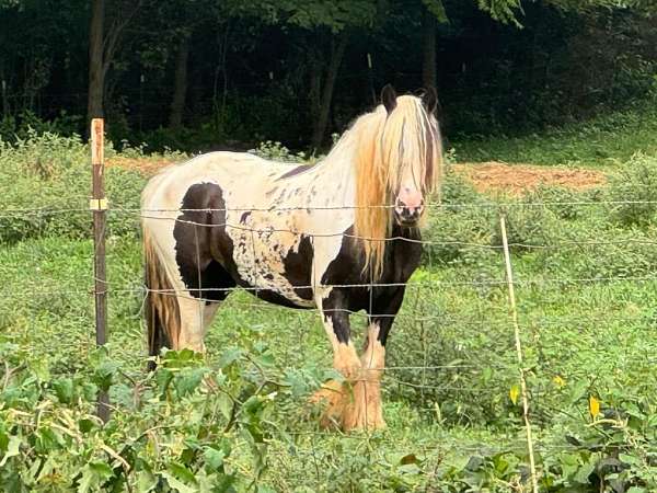 black-white-foundation-stallion-horse