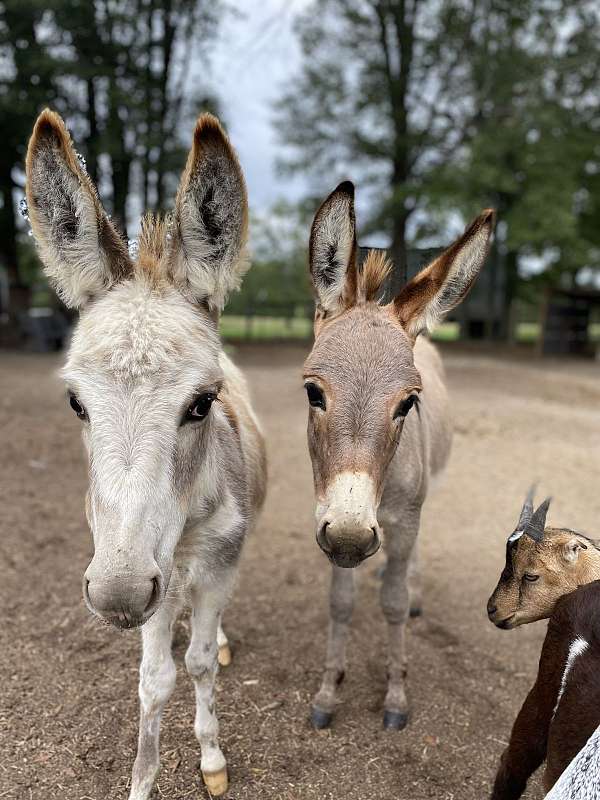 halter-working-miniature-horse