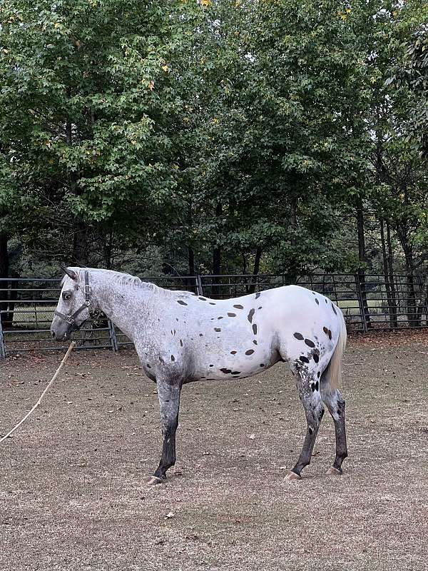 beginner-rider-appaloosa-horse