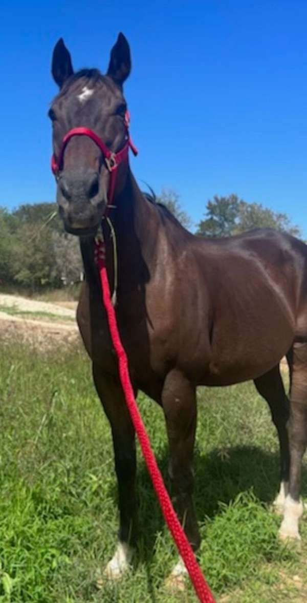 star-snip-on-one-side-of-nose-4-white-socks-horse