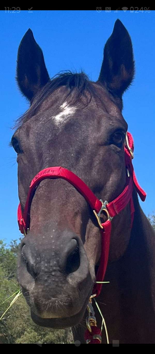 bay-star-snip-on-one-side-of-nose-4-white-socks-horse