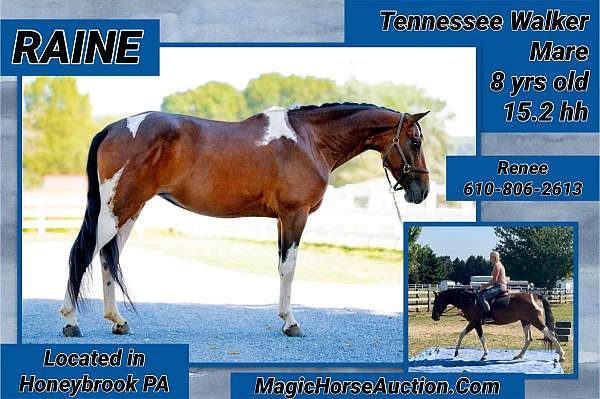 working-ca-tennessee-walking-horse