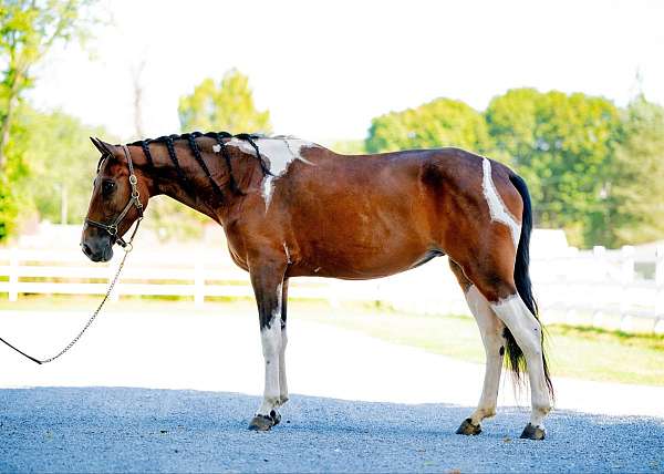 tobiano-see-pics-horse