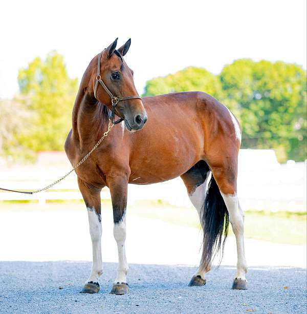 flashy-tennessee-walking-horse