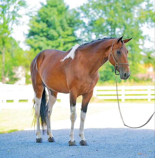 family-tennessee-walking-horse