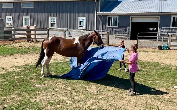 trail-tennessee-walking-horse