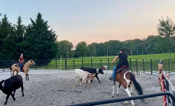 all-around-tennessee-walking-horse