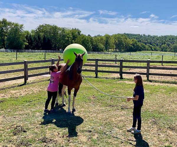 gentle-tennessee-walking-horse