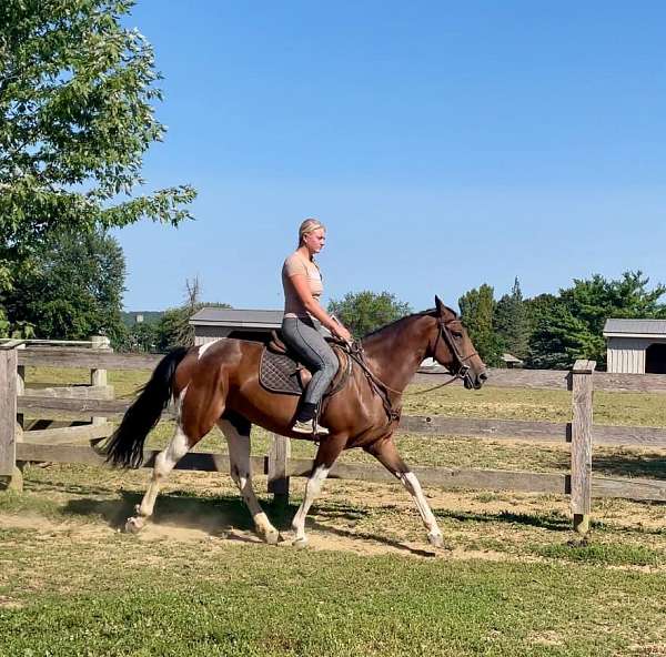 ranch-tennessee-walking-horse