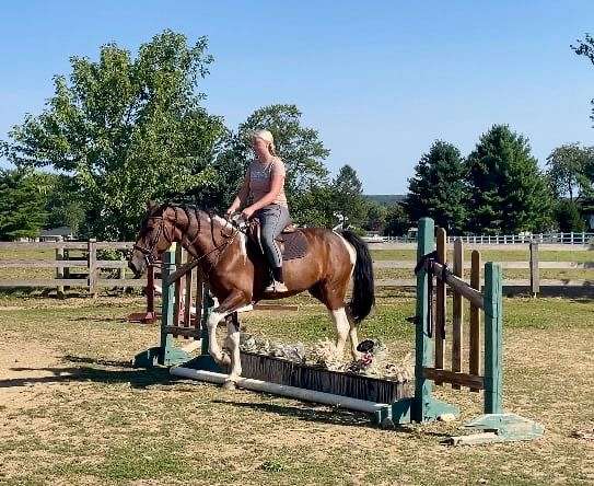 gaited-tennessee-walking-horse