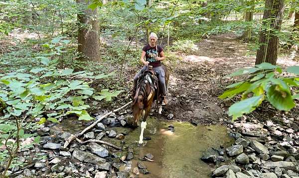 athletic-tennessee-walking-horse