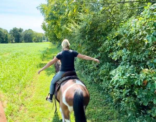 beginner-tennessee-walking-horse