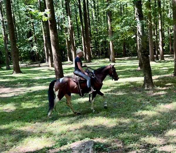 experienced-tennessee-walking-horse