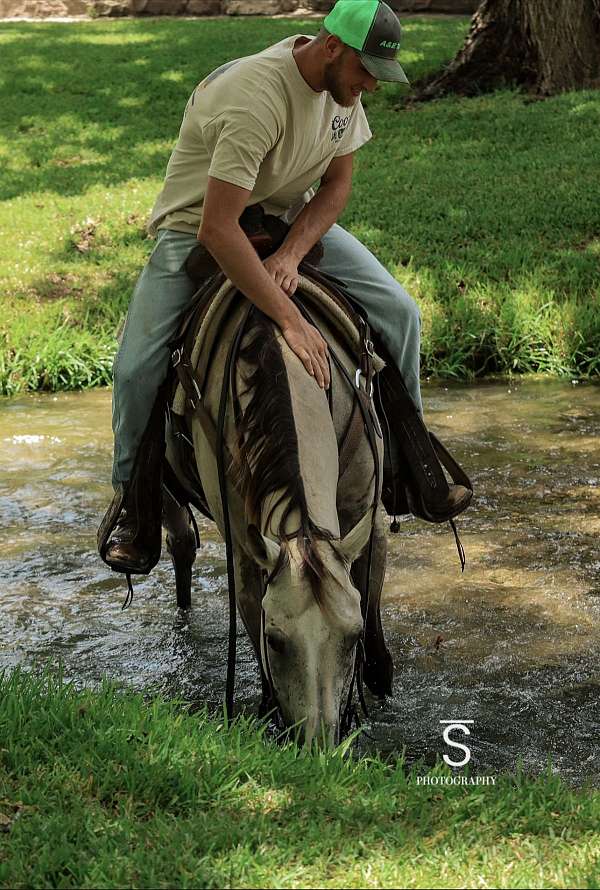 buckskin-see-pics-horse