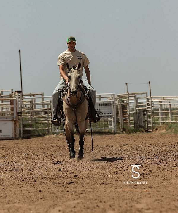 trail-quarter-horse