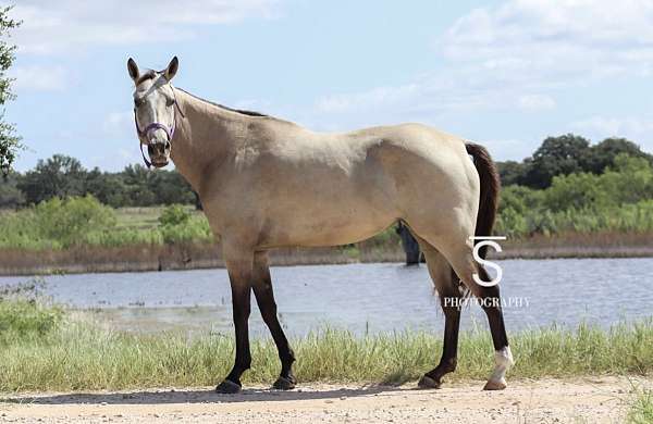 husband-safe-quarter-horse