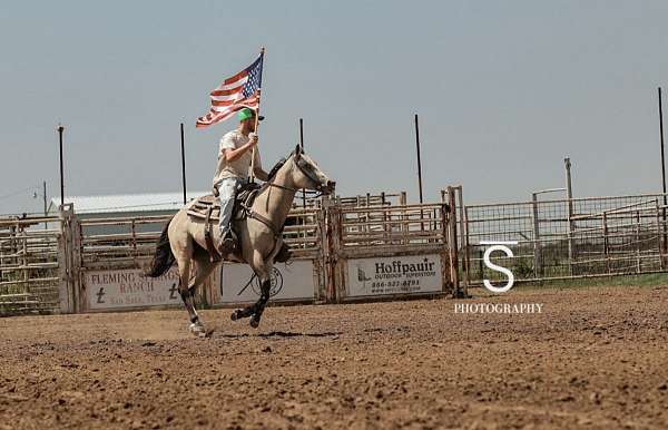 gentle-quarter-horse