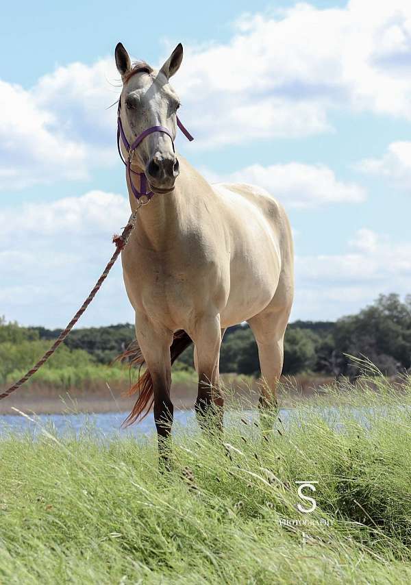 athletic-quarter-horse