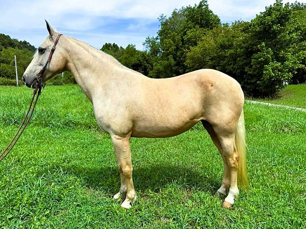 palomino-see-pics-horse