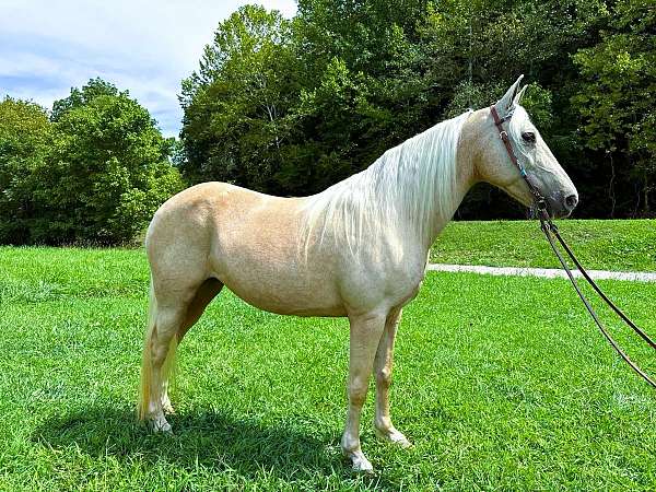 flashy-missouri-fox-trotter-horse