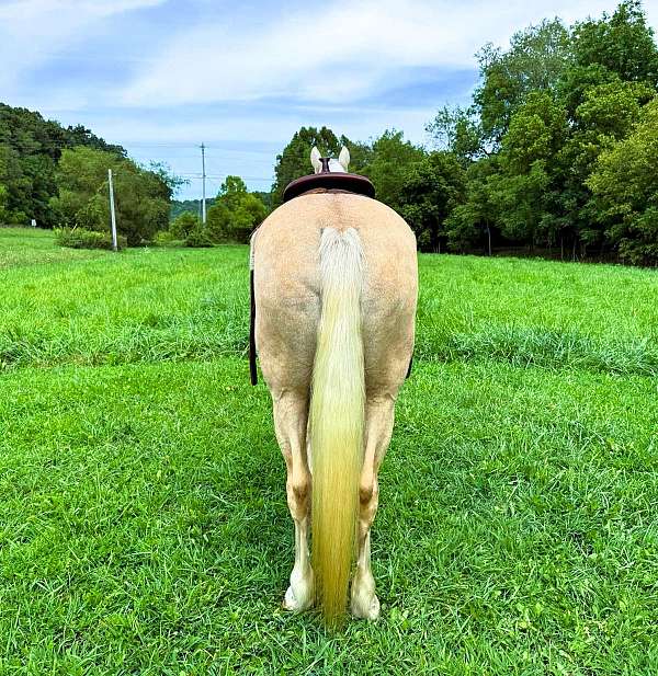 family-missouri-fox-trotter-horse